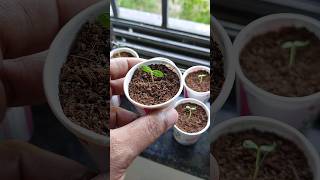 How to Grow Vinca (Sadabahar) Plants?