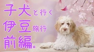 子犬と伊豆旅行前編｜6ヶ月の愛犬とわんわんパラダイス宿泊
