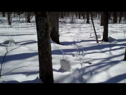 Frozen Sap