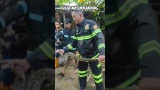 Ular habis makan ayam  #detikdetik #ularpiton #ularsawa #ularpiton