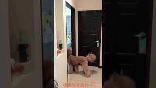 標準型貴賓狗～扣匠 （家賊難防）