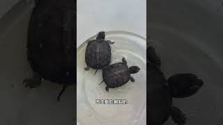 烏龜不吃飼料怎麼辦？ #烏龜 #turtle #pets #三趾箱龜 #箱龜