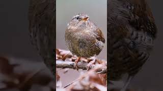 The Beauty of Nature: A Visual ExplorationThe Beauty of Nature: A Visual Exploration