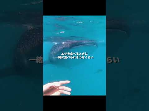 ジンベエサメと泳げるの最高すぎ！　#travel #海外旅行好きな人と繋がりたい #海外旅行 #vlog #フィリピン