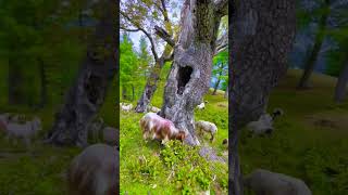Pakistan swat valley awesome place in 2023|top 10 most amazing places