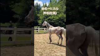 【2025.07.21】28番目の子、命名『光(ひかる)』芦毛、牡馬です。皆様よろしくお願いいたします。