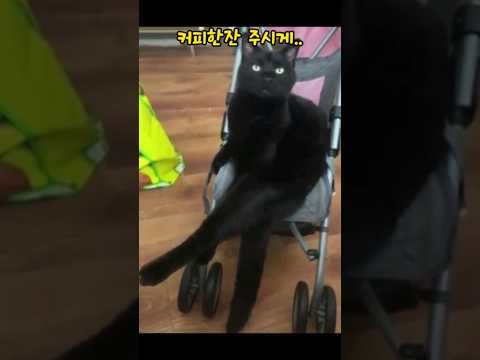 사람보다 사람같은 고양이들 #shorts