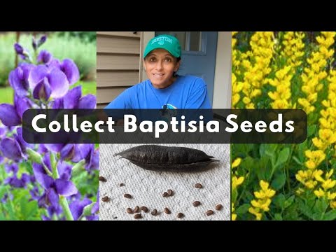 How To Collect False Indigo Seeds Baptisia australis