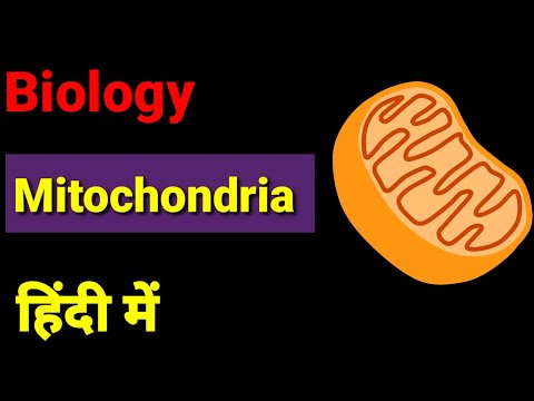 Mitochondria  : cell organelles  structure , function and facts. Explanation in hindi.