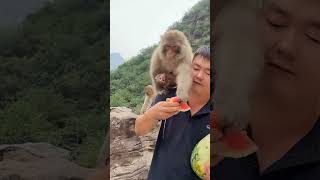 河南山上的野猴子Wild monkeys on a hill in Henan  #food #monkey # watermelon