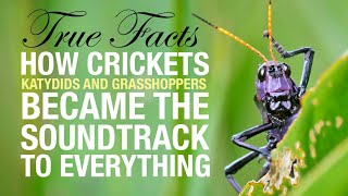 True Facts: How Crickets Became the Soundtrack to Everything