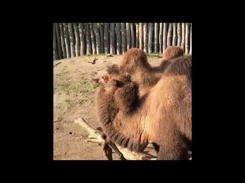 A day at Odense Zoo