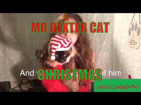 A MR DEXTER CAT CHRISTMAS: opening gift