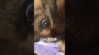 5264 眼震顫（Nystagmus),Tilt,老狗、縱膈腔淋巴腫瘤轉移(mediastinal Lymphoma metastatic),喘（panting)