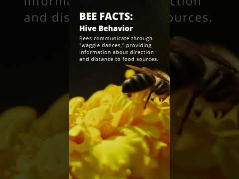 Can You Understand the Bee's Waggle Dance? Decode and Comment! #bee #urbanbeekeeping #beehive #honey