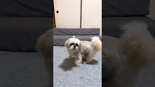 チンしないことがデフォルトになったチン活犬 #shihtzu #puppy #シーズー