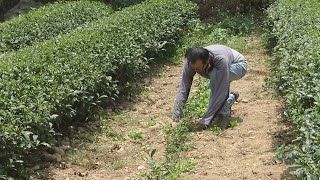 《旱天傷農》客家新聞雜誌第748集
