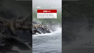 Sea lions dive into sea as earthquake hits Russia. #Russia #Earthquake #BBCNews