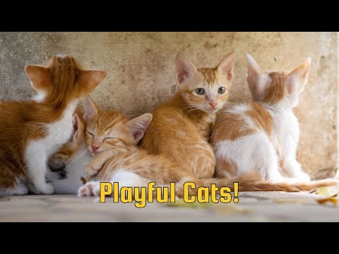 Cats: The Ultimate Show-Offs