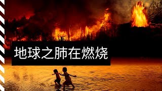 Amazon rainforest fire | the facts you need to know about Amazon rainforest