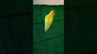 #bird #birdlove #lovebird #birdlives