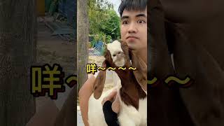 粤语的进化，你搞懂了吗？ #内容过于真实  #戏精 #粤语 #广东 #shorts