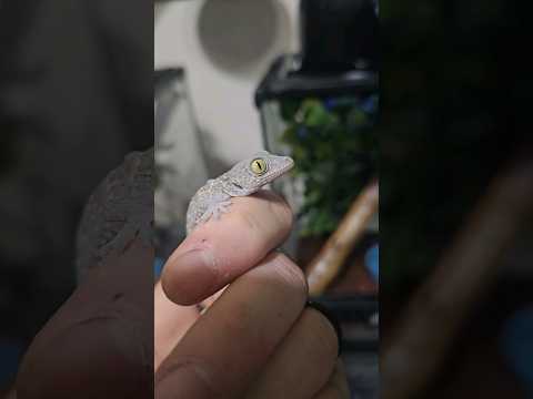 Baby Tokay Gecko #tokaygecko #babytokaygecko #gecko #geckos #handlingtokaygecko #animals #pets #wow