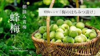 朝摘み青梅「蜂梅（ほうばい）」で作る【梅のはちみつ漬け】