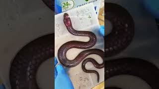 🤩 #poxy_princess #epoxy #resin #resinart #resinartist #epoxylife #epoxyresin #resincrafts #snake