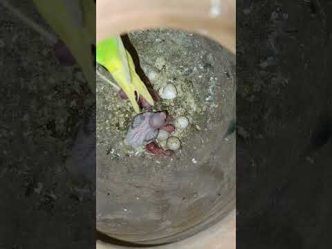 4 th chick 1 st pot