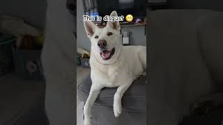 feelings 😊 #cute #dog #pets #petlover #shorts
