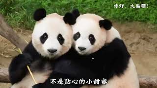 睿宝辉宝两姐妹真的是一个考清华一个烤地瓜辉宝不爱学习黏妈妈也黏姐姐独立训练的第一天就陷入了分离焦虑大熊猫辉宝大熊猫睿宝大熊猫爱宝来这吸熊猫不止我一个想rua大熊猫