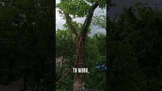 I went for a ride on this tree! #treefelling #treework #yeehaw