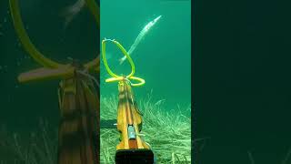 Barracuda K.O // Tsunami 100 🔥 #shorts #spearfishing #pesca
