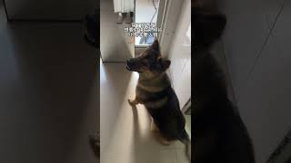 #狗狗 #萌宠出道计划 #中华田园犬 #养狗的乐趣