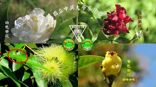 2025.07.02國立中興大學茶花園再次觀賞