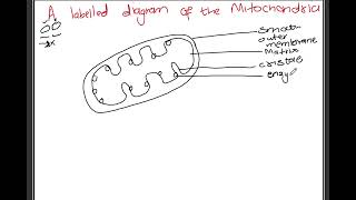 Mitochondria Labelled Diagram | Powerhouse of the Cell | Cellular Respiration| Cells| Cell Structure