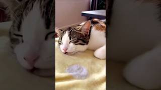 🤣🤣Funniest Animals 2024Cats and Dogs VideosNew Funny Part 9😺 #instapets #lovelypets #petlife #lazpet