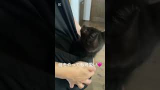 #子猫 #黒猫#ねこのいる生活