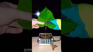 🍃 Music Tesla Coil #experiment #leaf #shorts