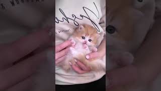 May Cause Your Heart to Melt!#shorts, #cat#kitten#cute#funnycats#2882#cutecats