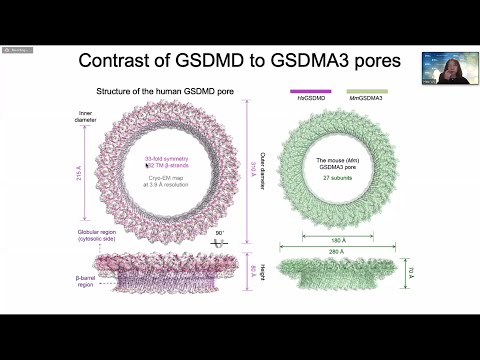 Making Pores for Cytokine Secretion