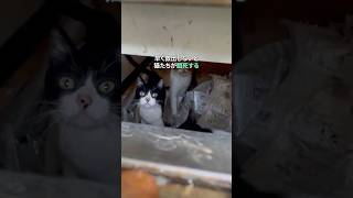 アパートに置き去りにされた猫たちの救出
