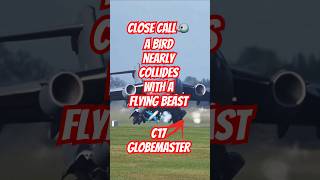 Close call🐦 A bird nearly collides with a flying beast✈️💨 #c17globemaster #c17 #usaf #usnavyseal