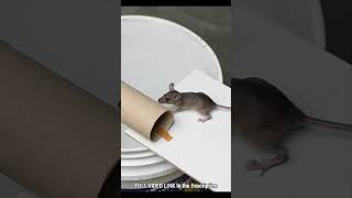 Easy Mouse Trap Bucket #shorts #mousetrap #rattrap