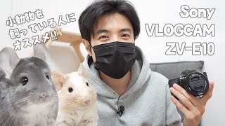 Sony VLOGCAM ZV-E10で小動物を撮影したら最高すぎた！
