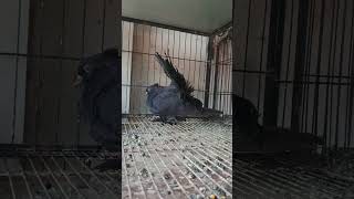#indian faintale #pigeon #bird  #kabutar # lakka 👑