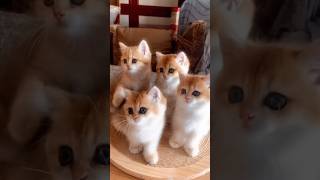 so adorable ❤️🐾🐈 #cat #funny #cute #catshorts #shortvideo #kitten #foryou