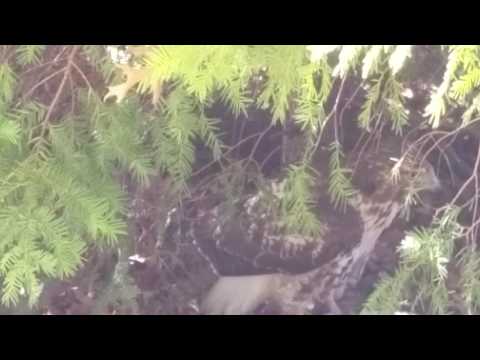 Copy of Hawk in my front yard bushes
