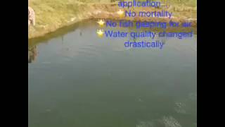 2) After treating with Oxy Aquatic in aquaculture pond in Pakistan